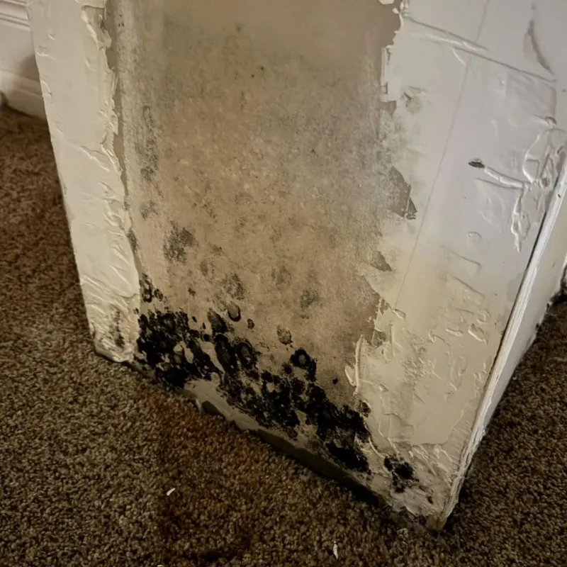 Professional Mold Removal in Palermo, CA